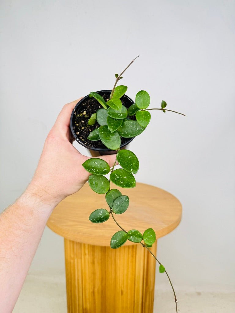 Hoya Carnosa X Serpens - CV Mathilde | Uprooted | Buy Plants