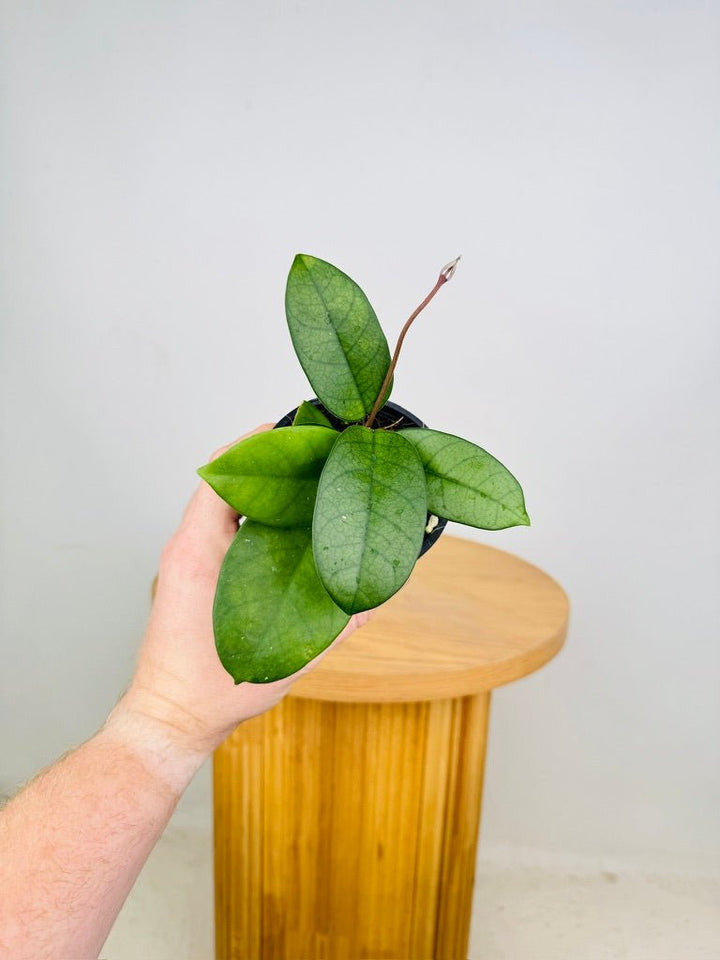 Hoya Fungii | Uprooted