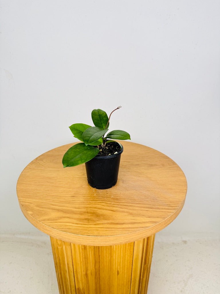 Hoya Fungii | Uprooted