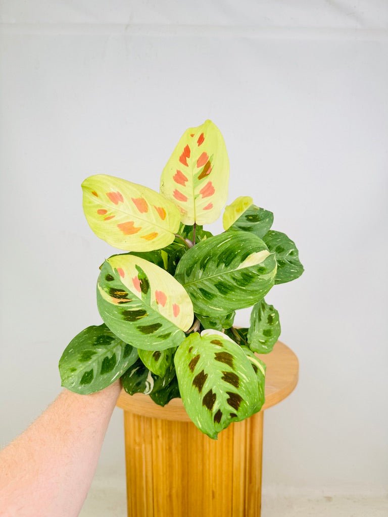 prayer plant kerchoveana Maranta Leuconeura Kerchoveana Variegated | Uprooted
