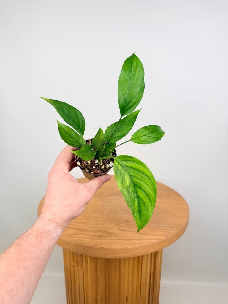 Monstera Acacoyaguensis | Uprooted | Buy Plants Online Australia
