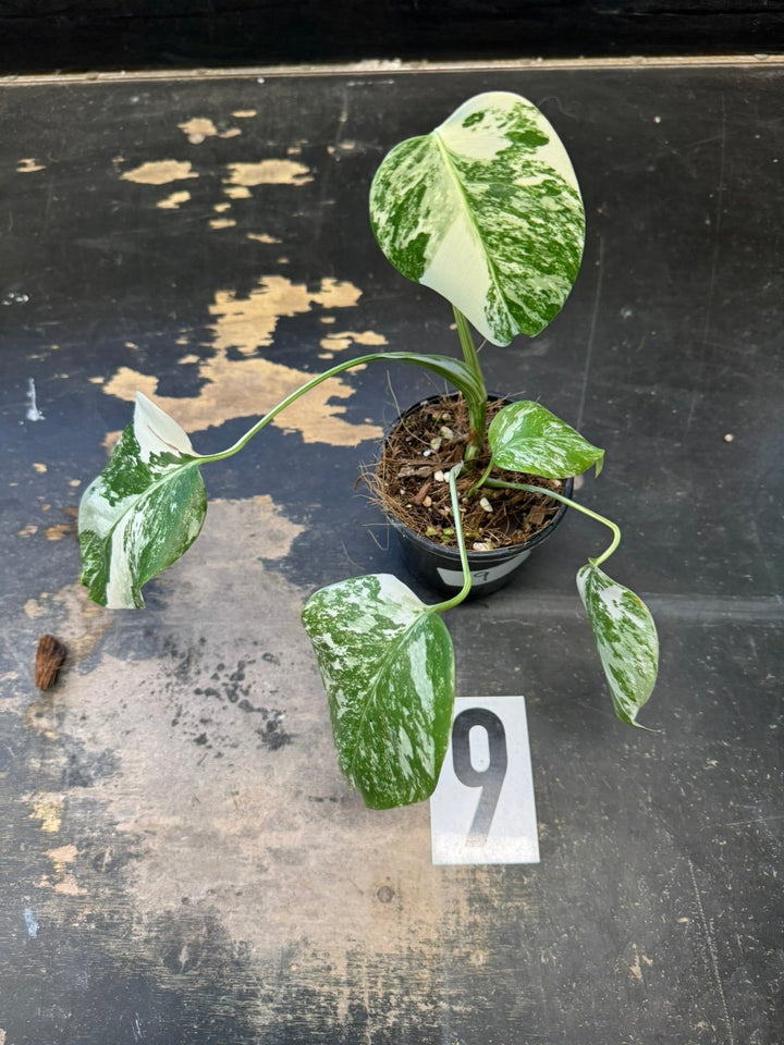 Monstera Deliciosa Borsigiana Variegated Albo | Uprooted