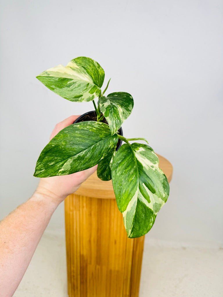 variegated monstera deliciosa for sale australia Monstera Lechleriana Variegated | Uprooted