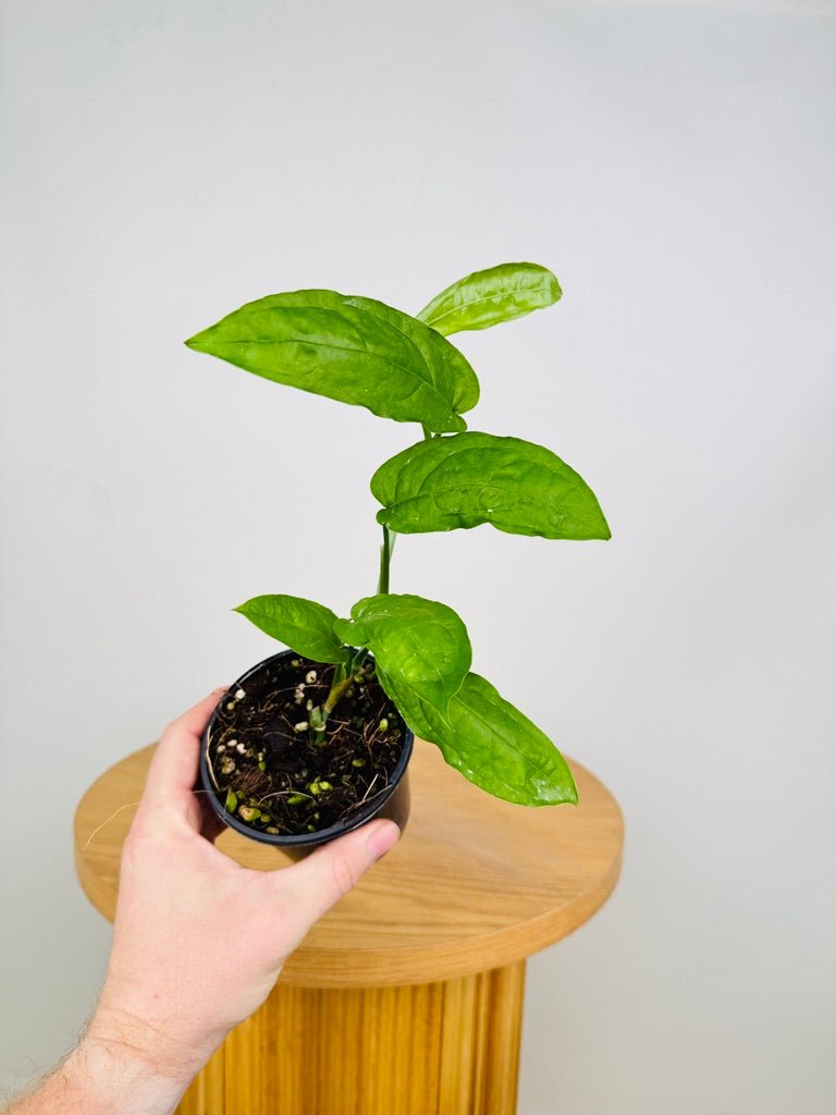 monstera obliqua amazonas Monstera Obliqua - Amazonas | Uprooted
