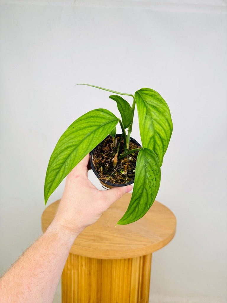 Monstera Obliqua - Filamentous | Uprooted | Buy Plants Online Australia