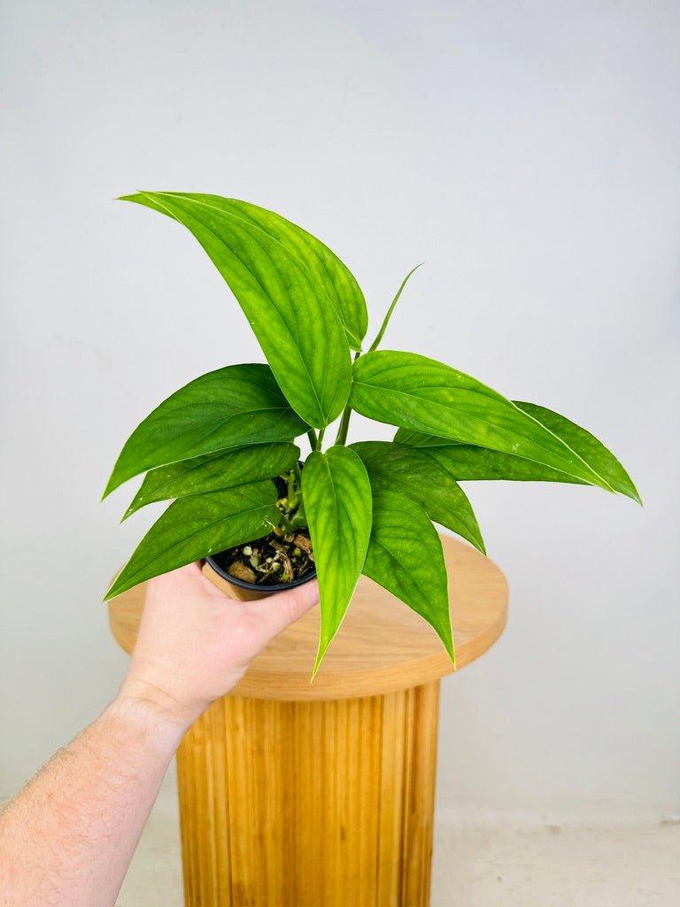 monstera xanthospatha Monstera Xanthospatha | Uprooted
