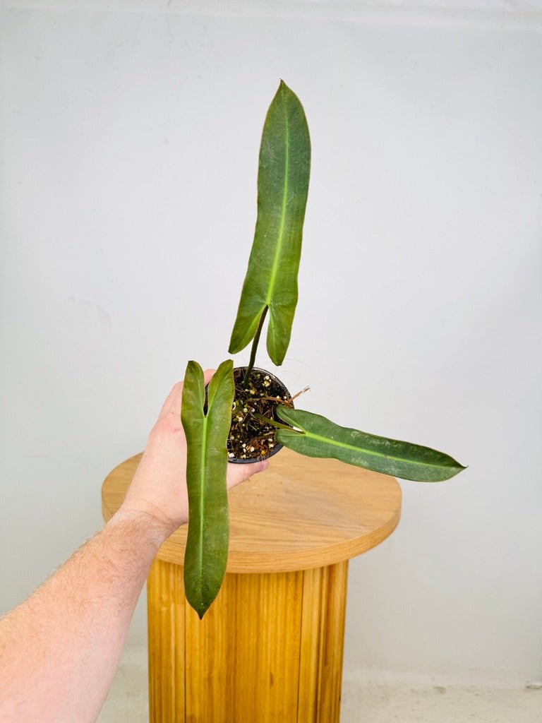 philodendron leopoldina Philodendron Atabapoense | Uprooted