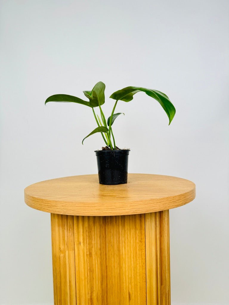 philodendron jerry horne price Philodendron Bipennifolium - Jerry Horne | Uprooted