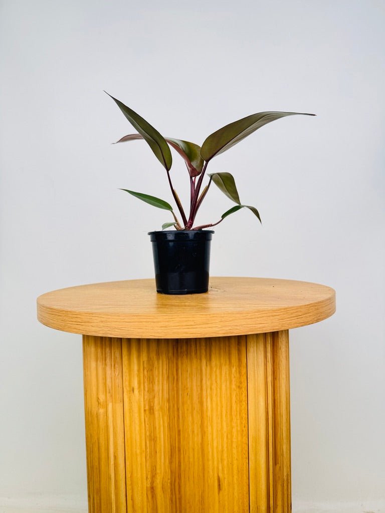 lucky bamboo plant food Lucky Bamboo Stalks Gift main image 1