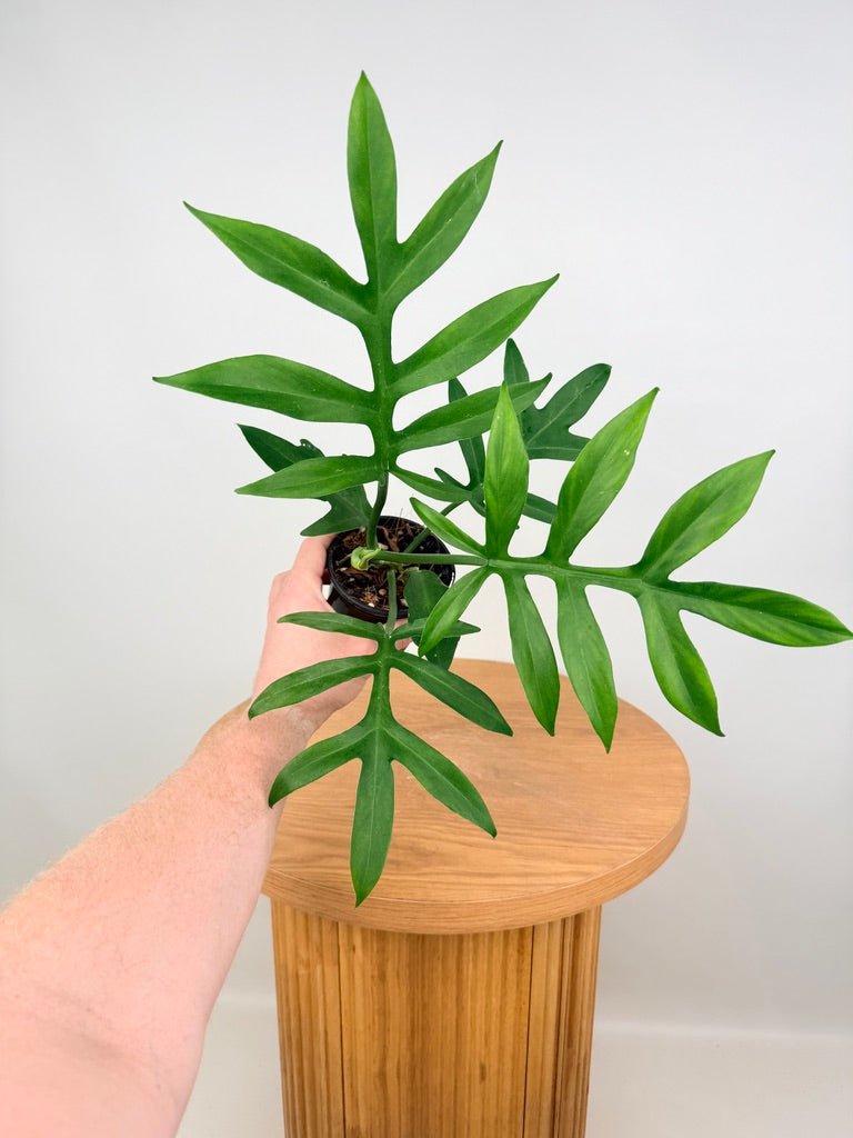 climbing philodendron australia Philodendron Distantilobum | Uprooted