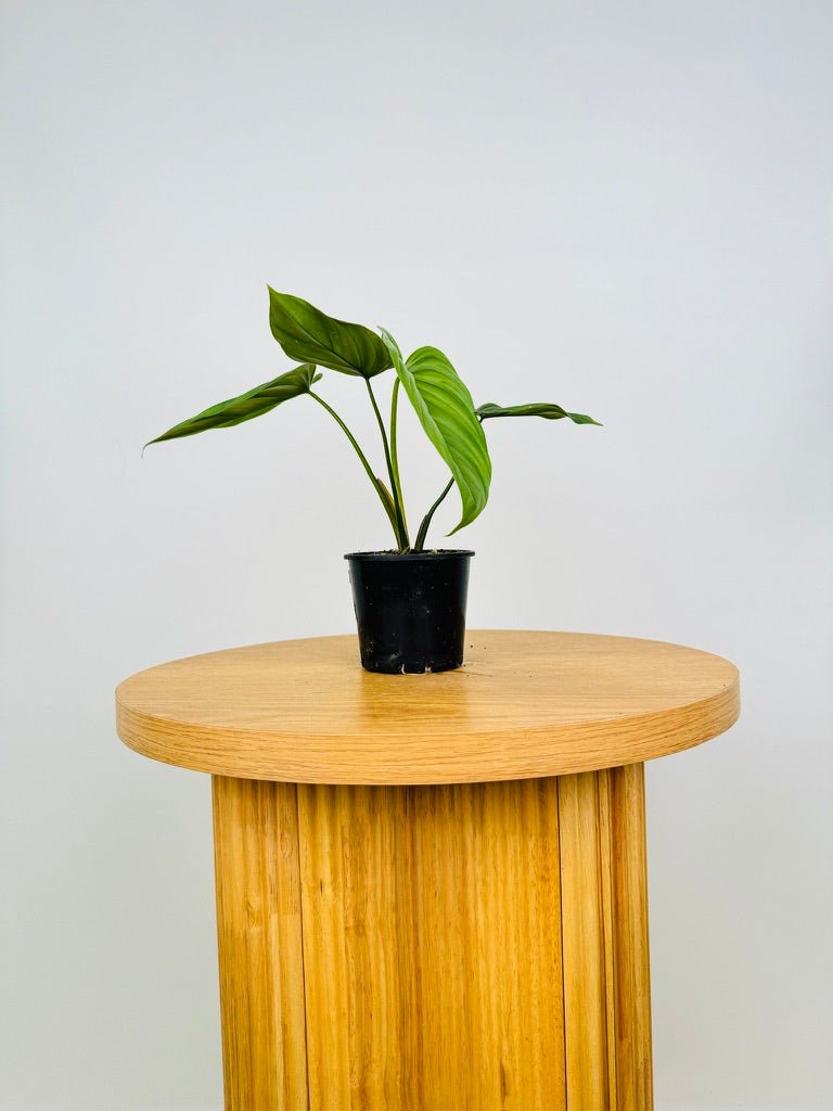 Philodendron El Guapo [Colombian NOID] | Uprooted