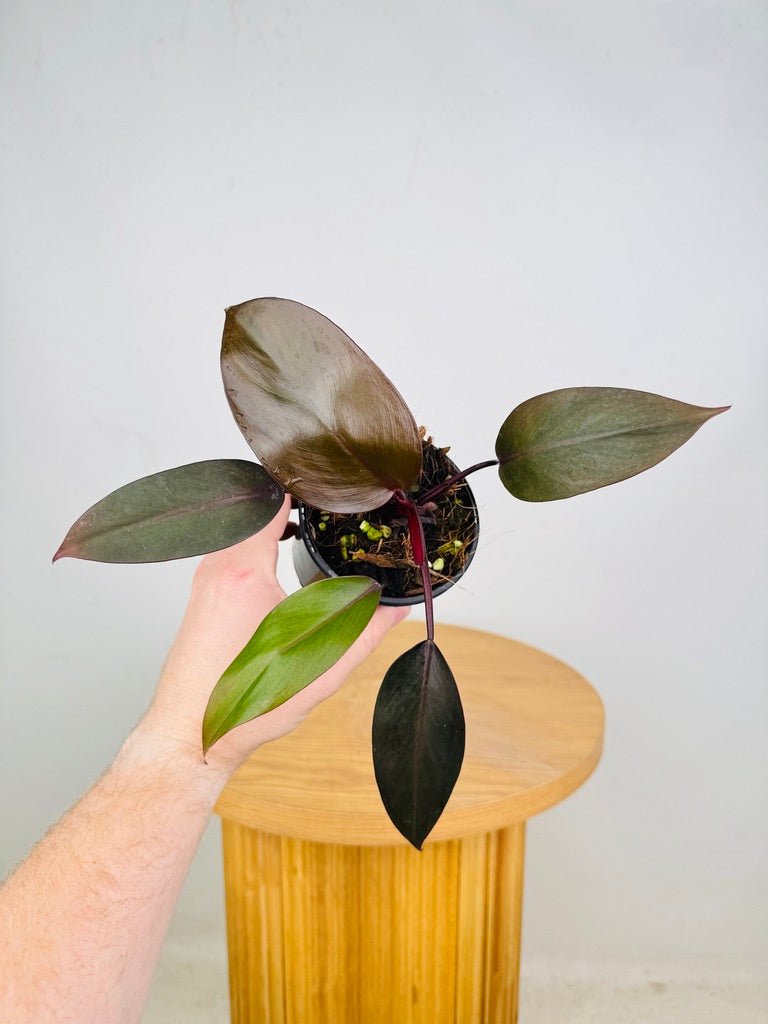 dark lord pink philodendron Philodendron Dark Lord | Uprooted