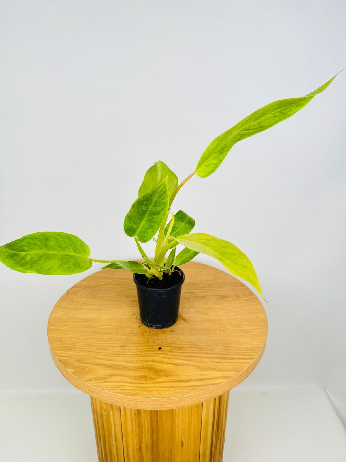 Philodendron Erubescens - Lemon Twist | Uprooted
