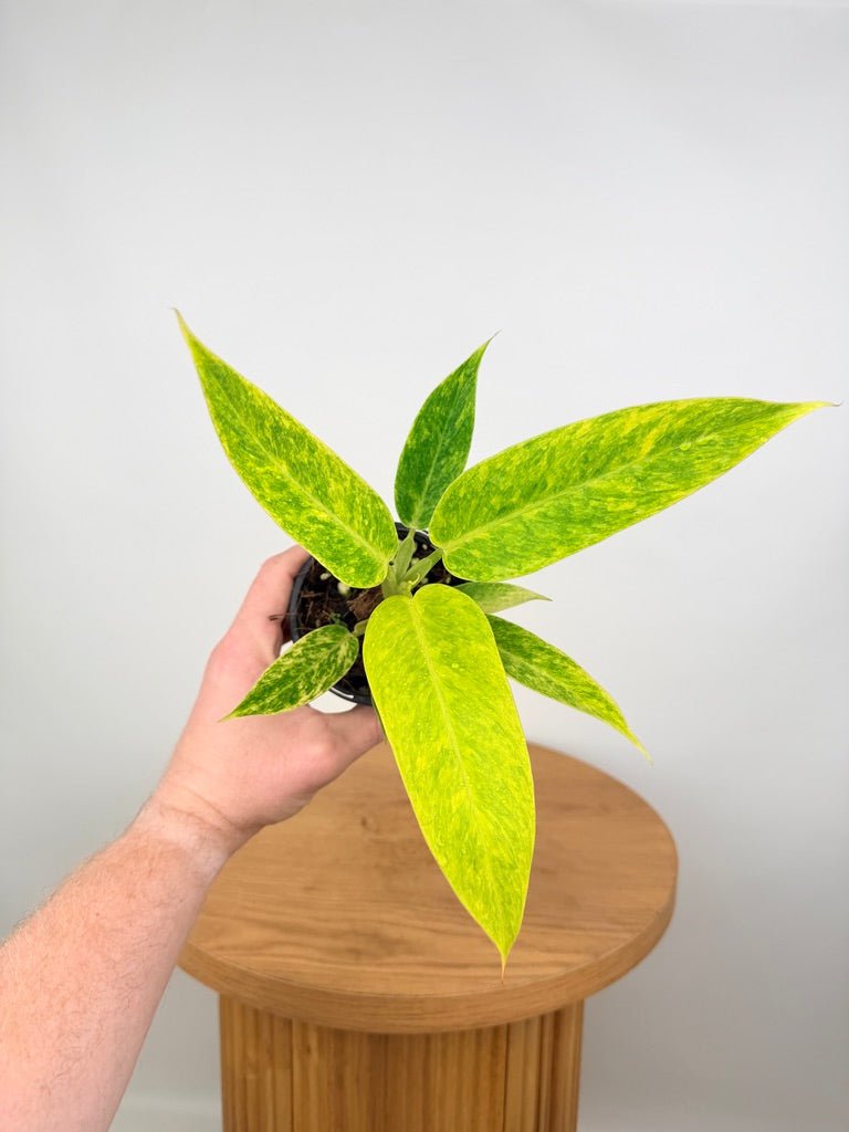 philodendron lemon twist Philodendron Erubescens - Lemon Twist | Uprooted