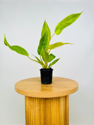 Philodendron Erubescens - Lemon Twist | Uprooted