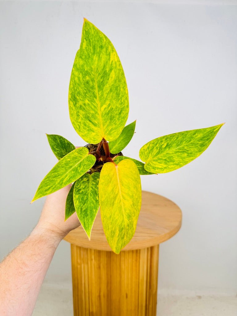 Philodendron Painted Lady | Uprooted