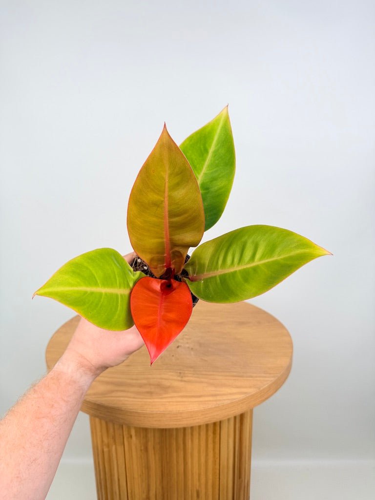 Philodendron Erubescens - Prince of Orange | Uprooted