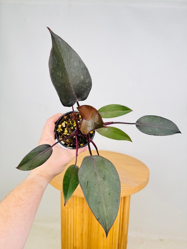 Philodendron Royal Queen | Uprooted