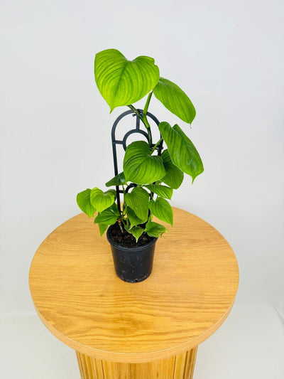 Philodendron Fibraecataphyllum | Uprooted