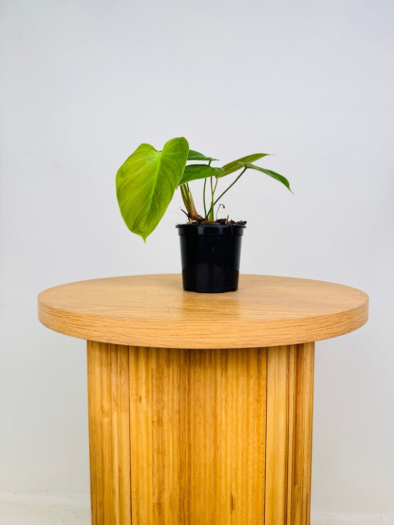 Philodendron Fuzzy Petiole | Uprooted | Buy Plants Online Australia