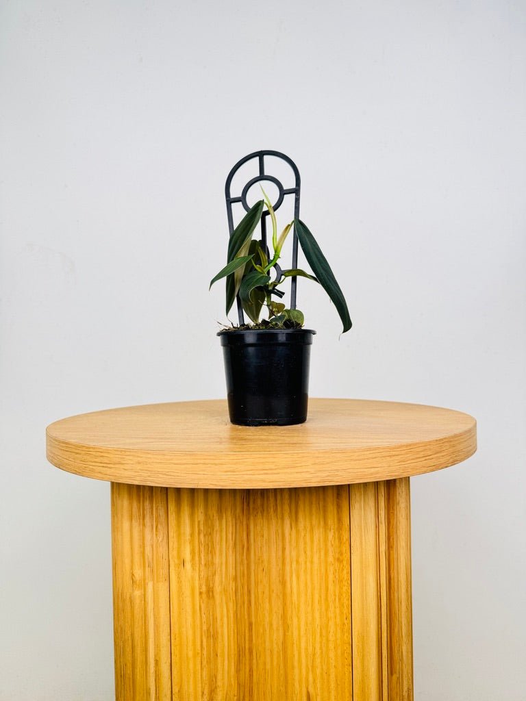 philodendron gigas australia Philodendron Gigas | Uprooted