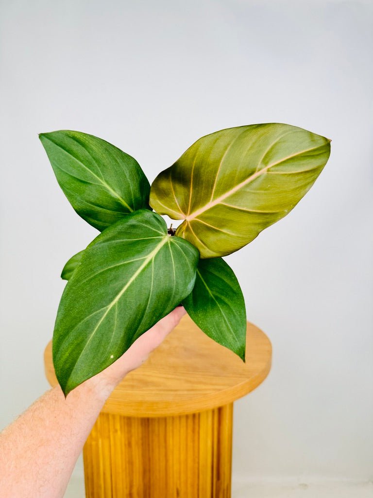 Philodendron Gloriosum X McColley's - Summer Glory | Uprooted | Buy Plants  Online Australia