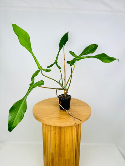 Philodendron Joepii - Pickup only | Uprooted