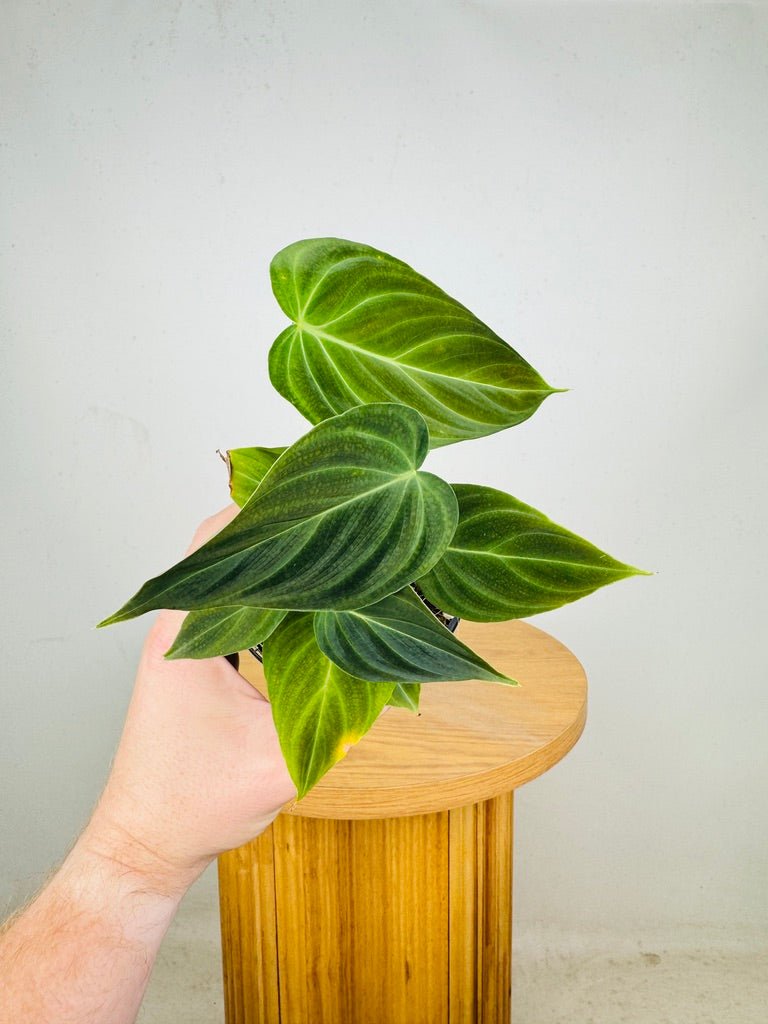 philodendron splendid vs verrucosum Philodendron Melanochrysum x Verrucosum - Splendid | Uprooted