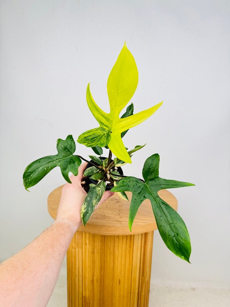 philodendron florida beauty australia Philodendron Pedatum - Florida Beauty | Uprooted