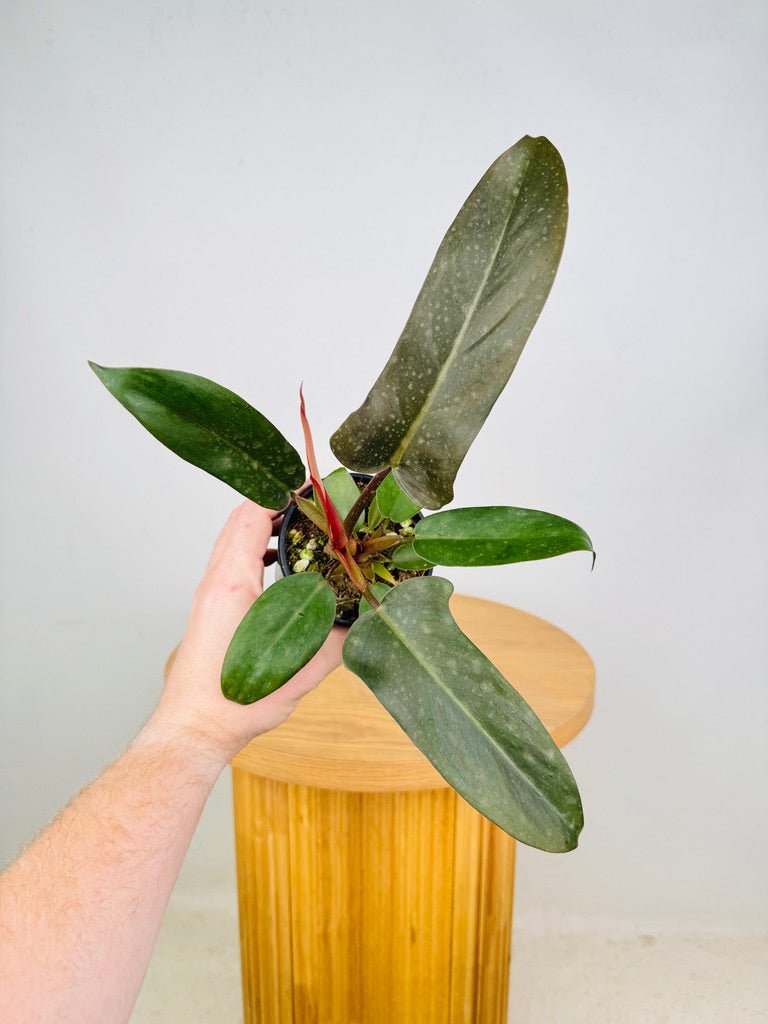 philodendron pedatum Philodendron Pedatum - Florida Bronze | Uprooted