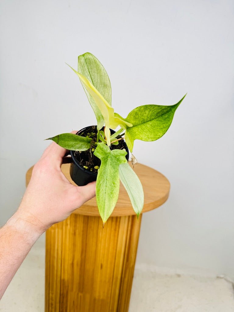 philodendron florida ghost for sale australia Philodendron Pedatum - Florida Ghost | Uprooted