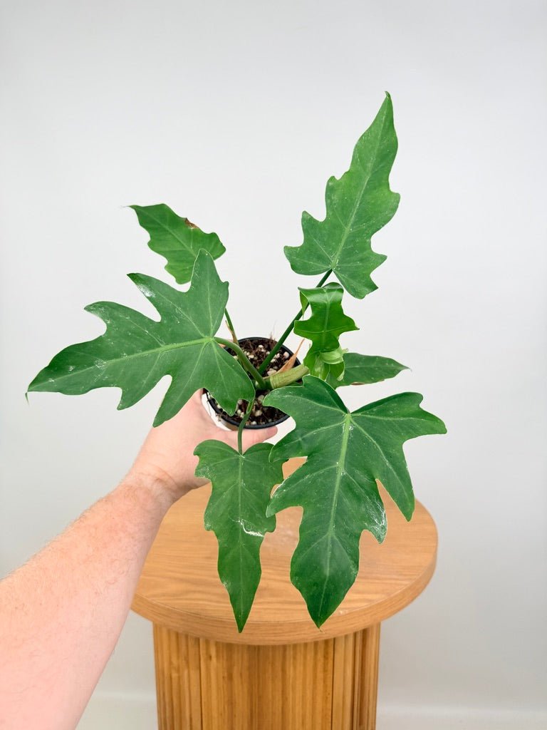 Philodendron Radiatum Var Radiatum | Uprooted
