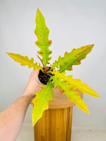 philodendron gold fire Philodendron Ring of Fire Golden | Uprooted