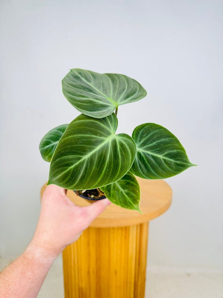 Philodendron Rubrijuvenile - El Choco Red | Uprooted