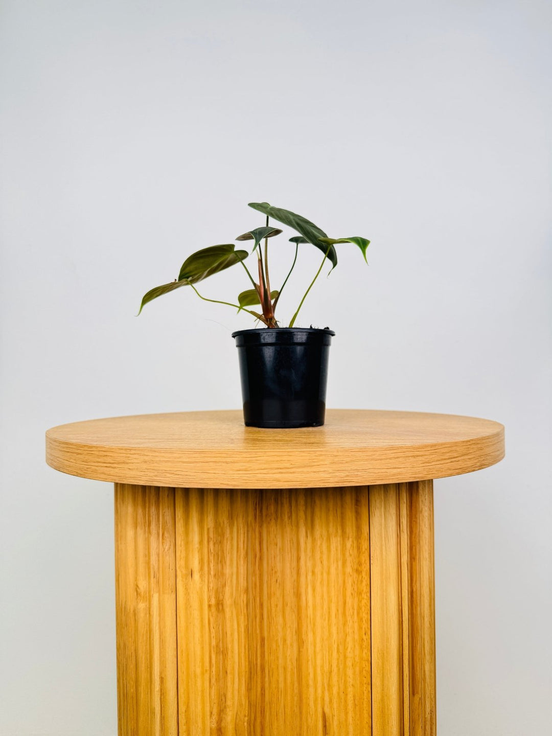 Philodendron Rubrijuvenile - El Choco Red | Uprooted