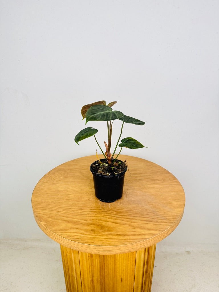 Philodendron Rubrijuvenile - El Choco Red | Uprooted