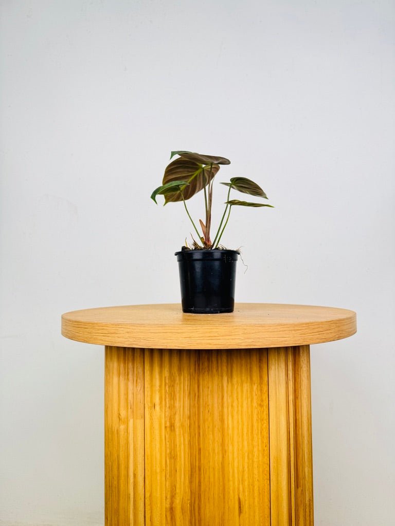 Philodendron Rubrijuvenile - El Choco Red | Uprooted