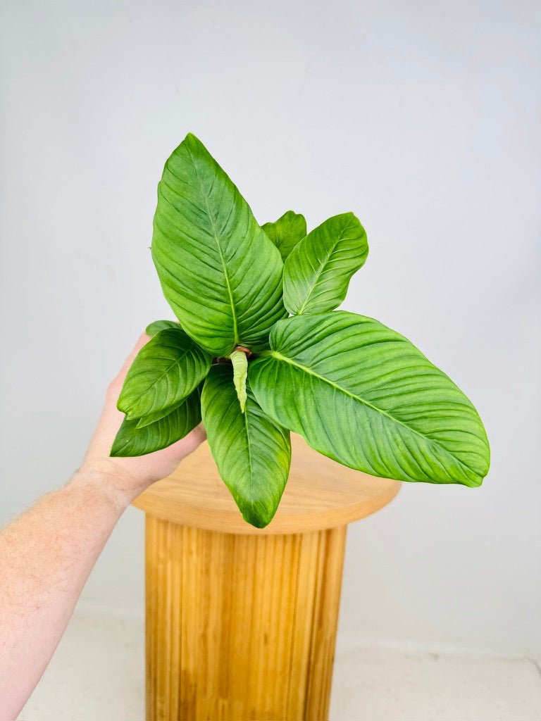 Philodendron Rugapetiolatum | Uprooted