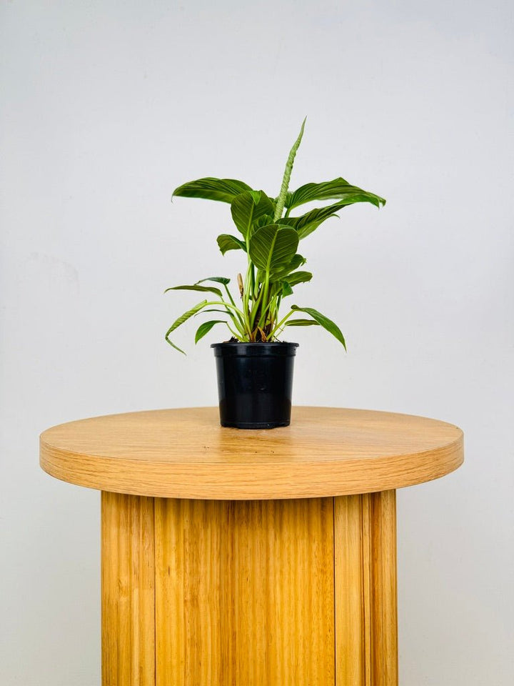 Philodendron Rugapetiolatum | Uprooted