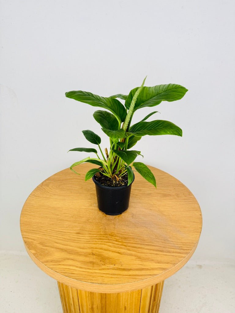 Philodendron Rugapetiolatum | Uprooted