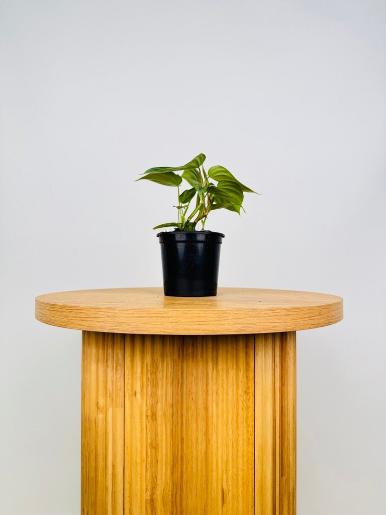 philodendron verrucosum for sale australia Philodendron Verrucosum X Sodiroi - Majestic | Uprooted