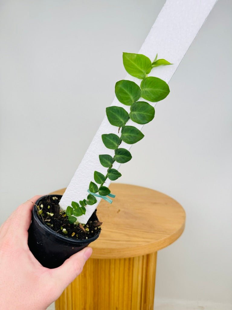 philodendron hayi Rhaphidophora Hayi | Uprooted