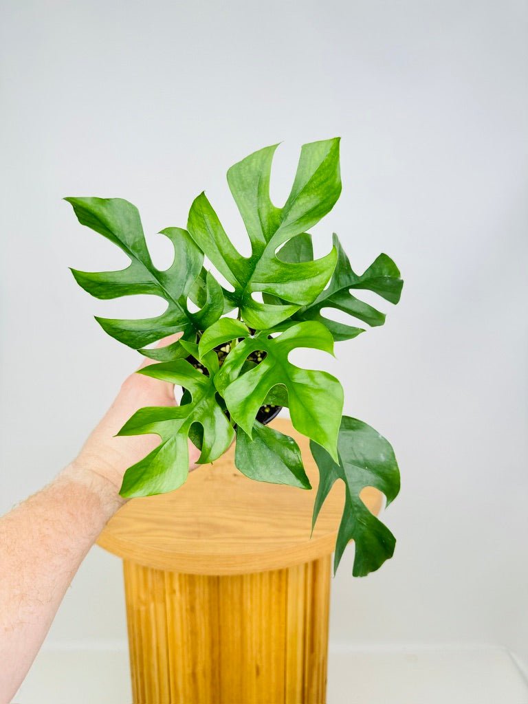 indoor plants online australia Rhaphidophora Tetrasperma | Uprooted