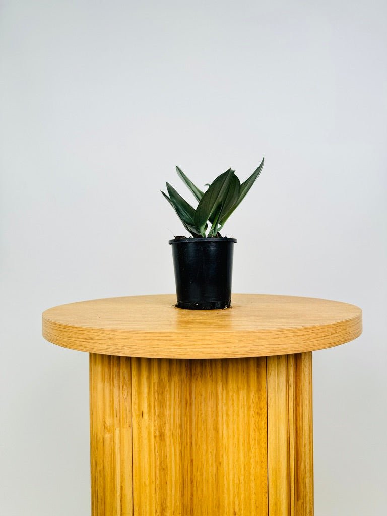 Scindapsus Treubii - Dark Form | Uprooted | Buy Plants Online