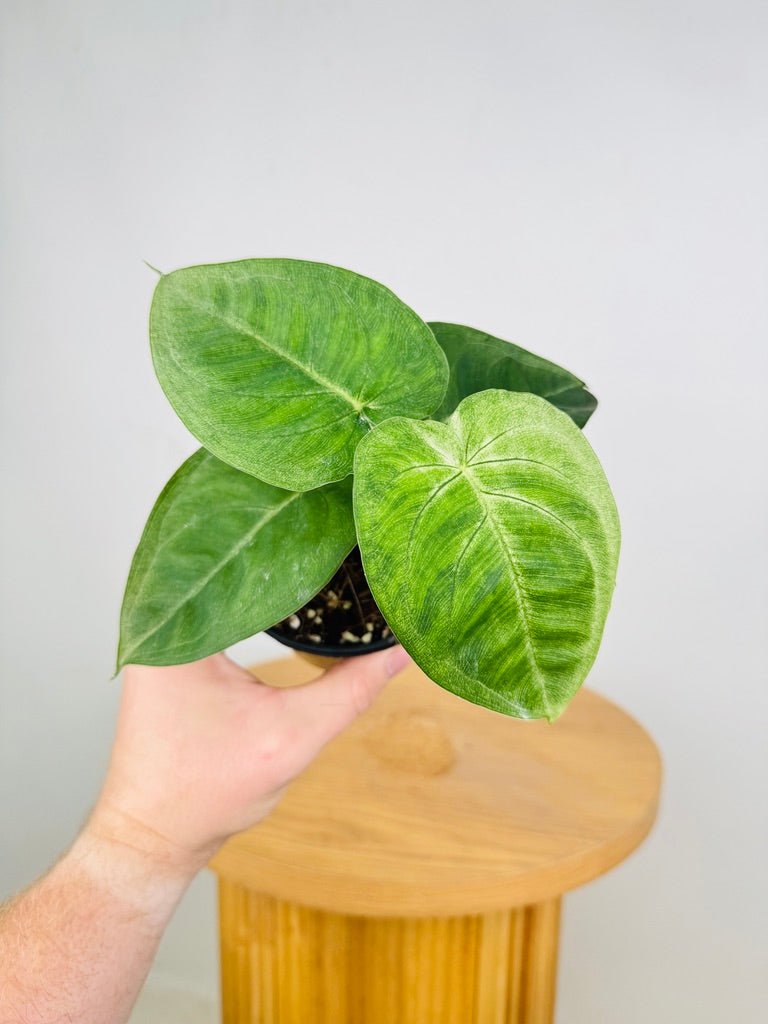 Syngonium Chiapense - Frosted Heart | Uprooted | Buy Plants Online Australia
