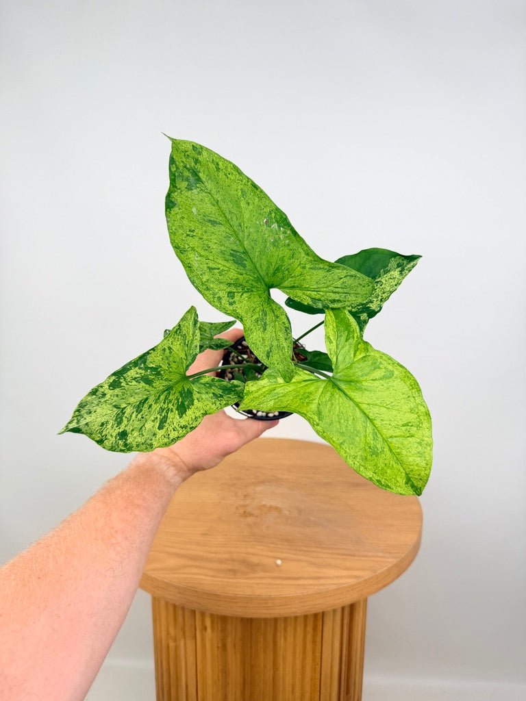 philodendron mojito Syngonium Podophyllum - Mojito | Uprooted