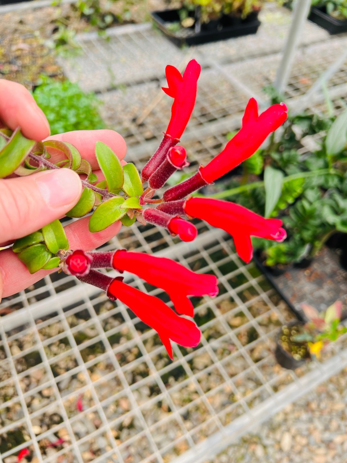 Aeschynanthus Radicans - Curly Lipstick Plant | Uprooted