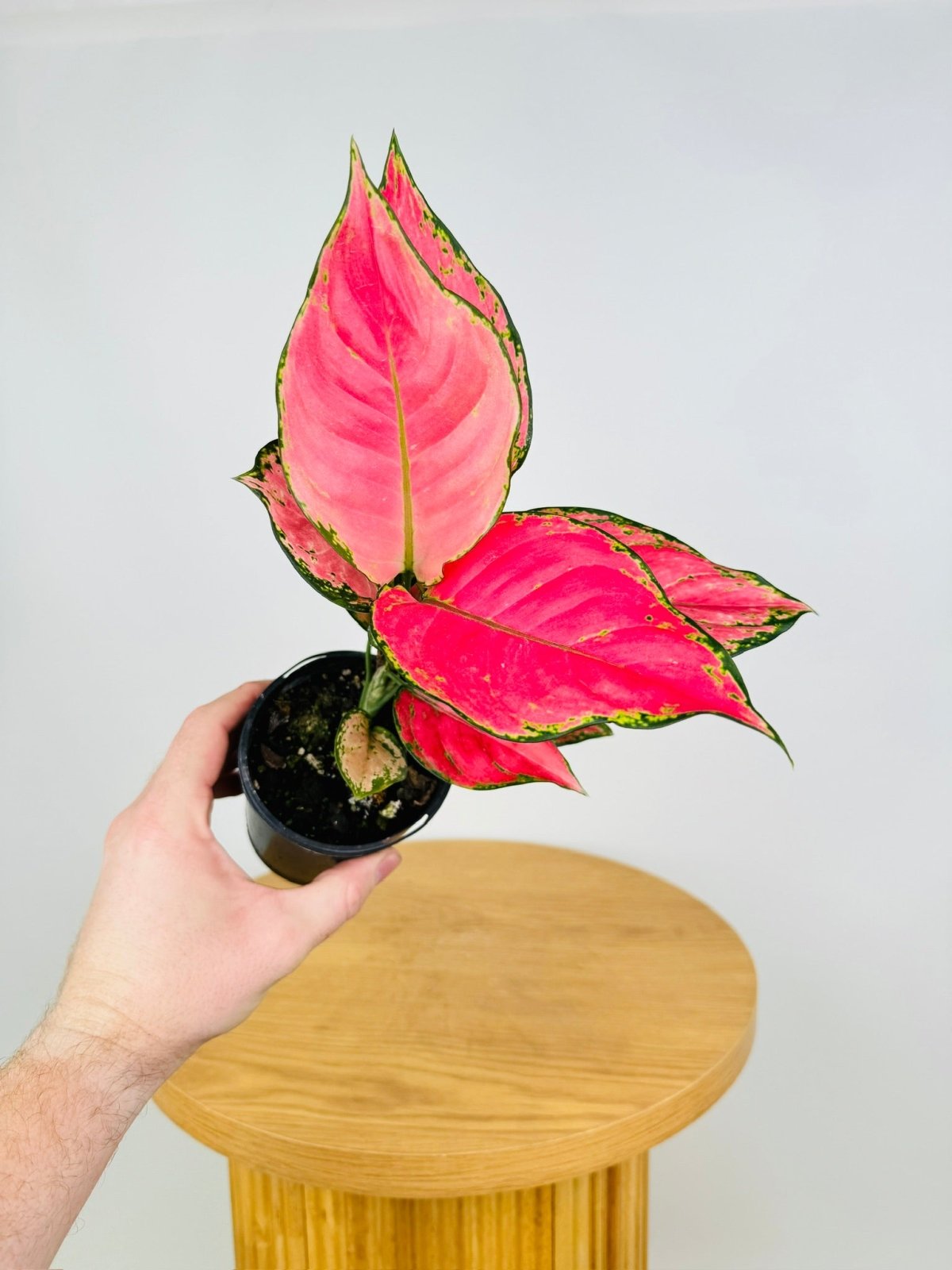 aglaonema commutatum katrina Aglaonema Red Fountain | Uprooted