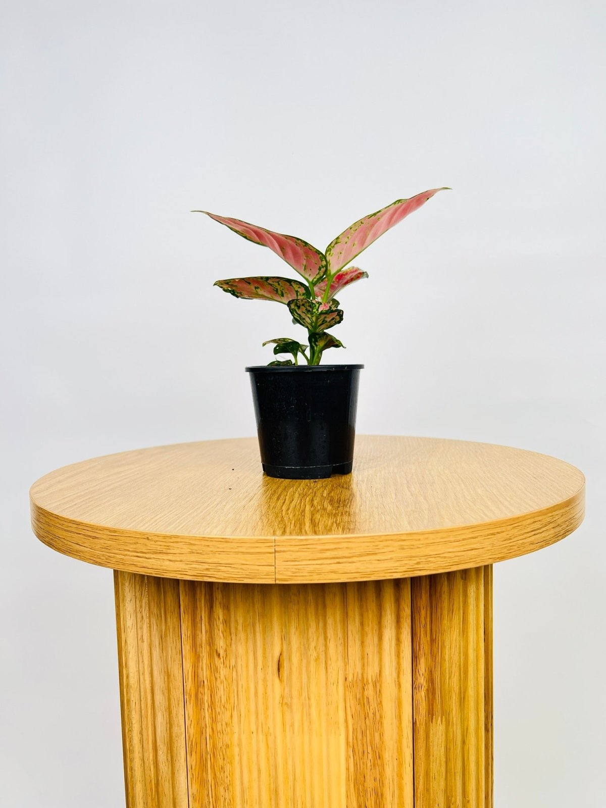 Aglaonema Katrina Uprooted Buy Plants Online Australia