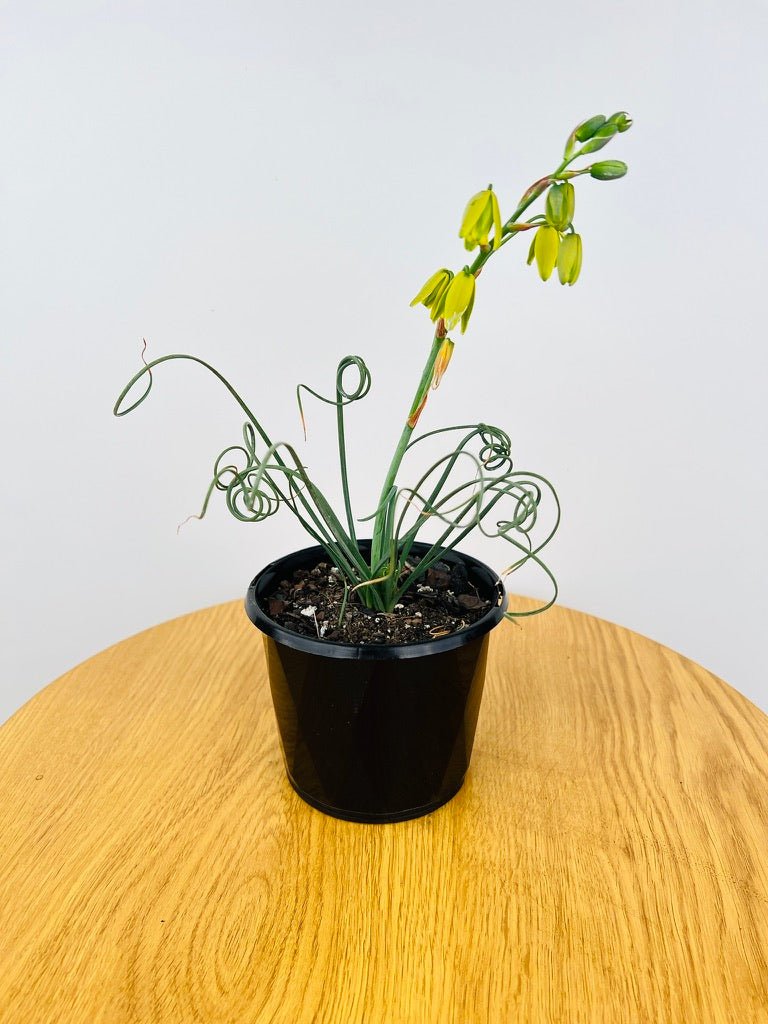 Albuca Spiralis - Not in flower | Uprooted